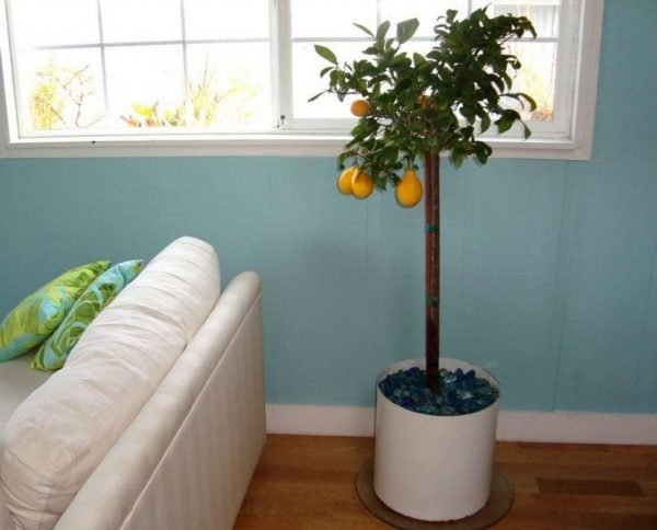 lemmon tree