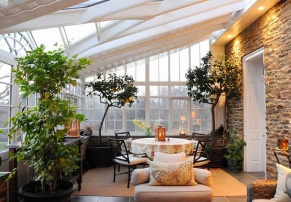 lemon tree indoors