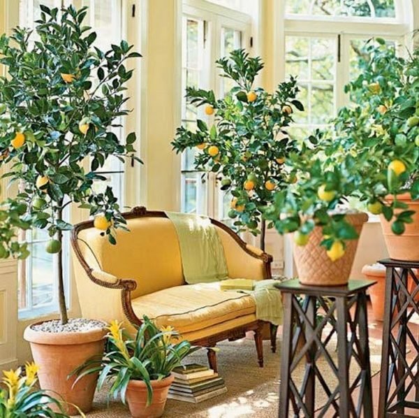 large lemon tree