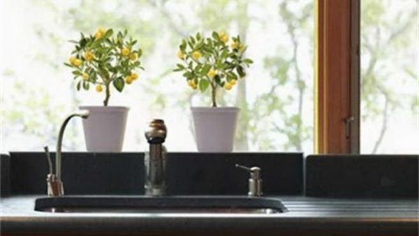 miniature lemon tree