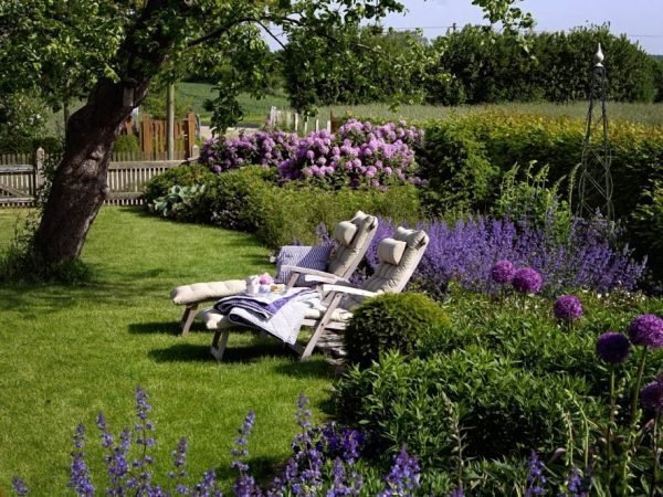 Lavender garden