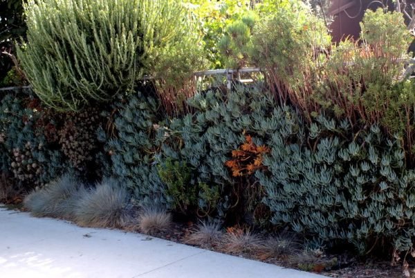 Privacy fencing ideas