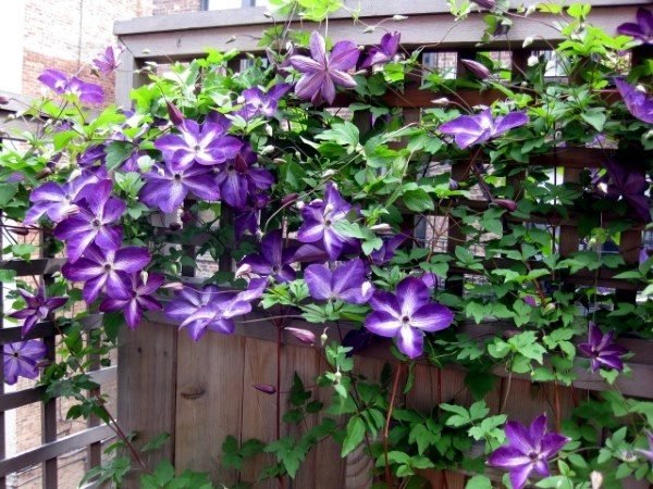 inexpensive privacy fencing ideas 
