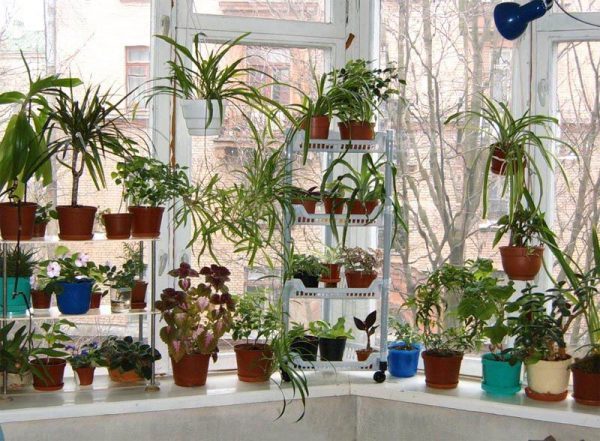 15 Beautiful window gardens 