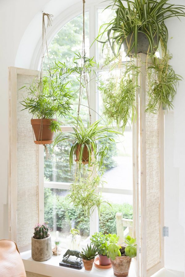 window gardens 
