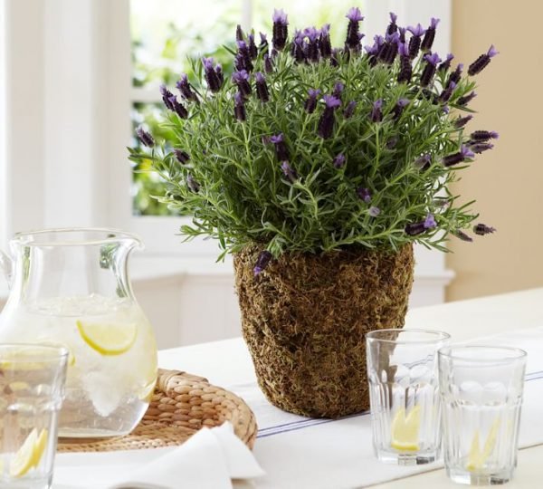 Planting Lavender In Pots