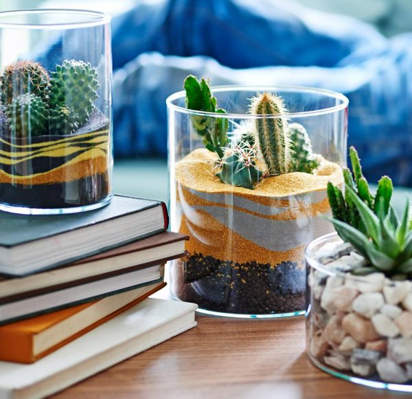 best plants for office desk1