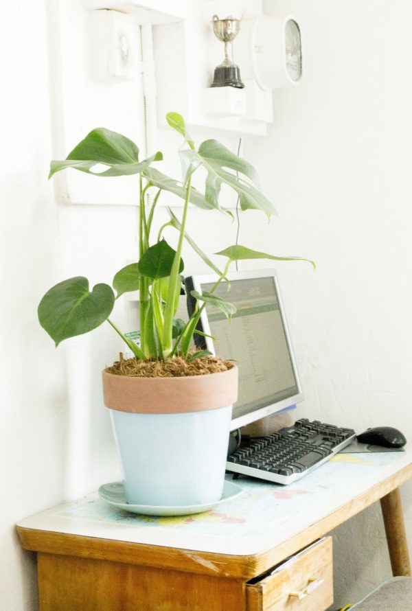 best office desk plants