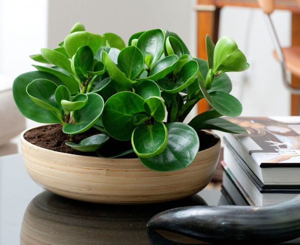 best plants for office desk