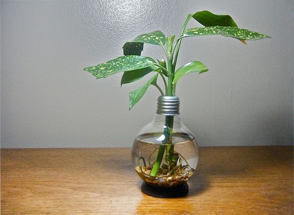decor-light-bulbs