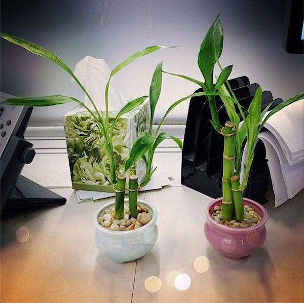 great plants for the office