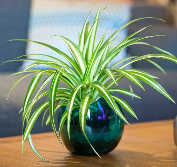 plants for office desk