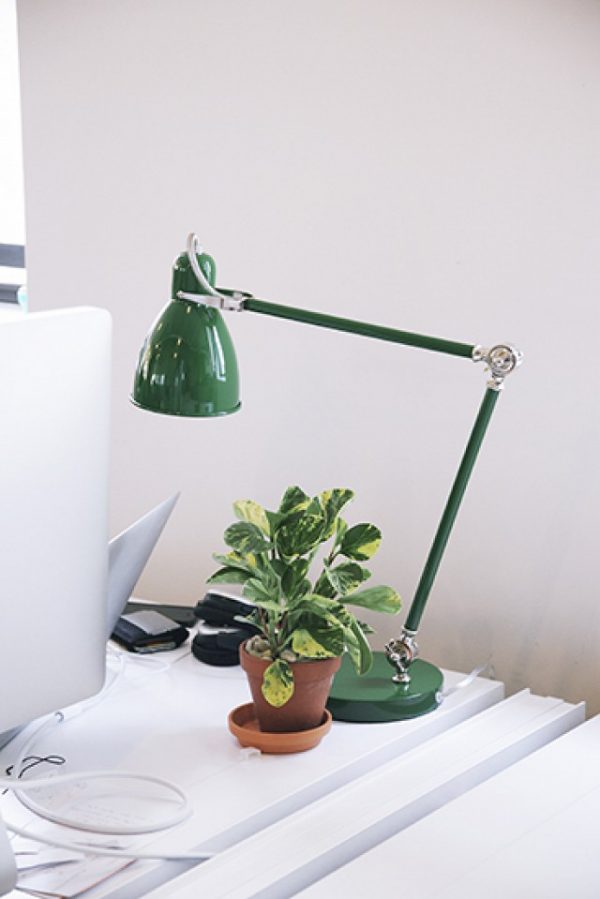 types of office plants