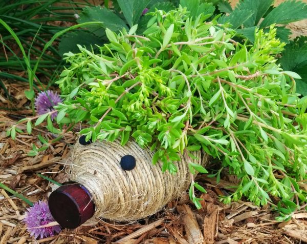 plants in water bottles
