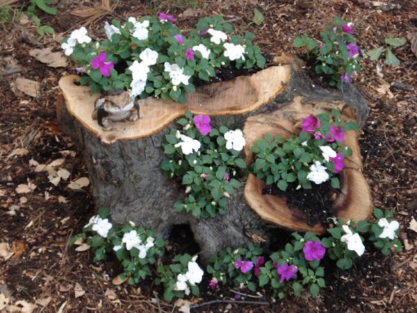 stump planter