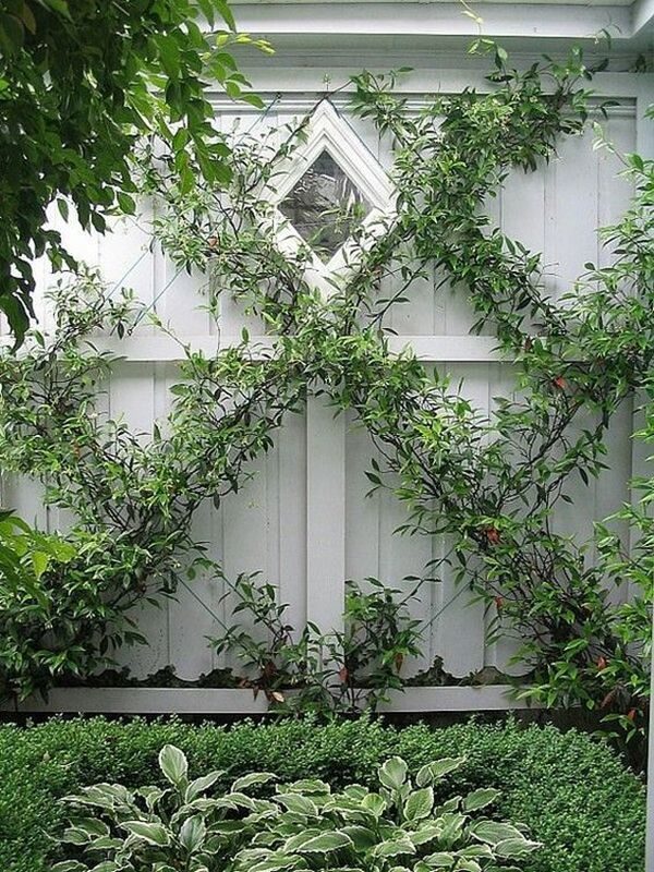 Garden climbing plants