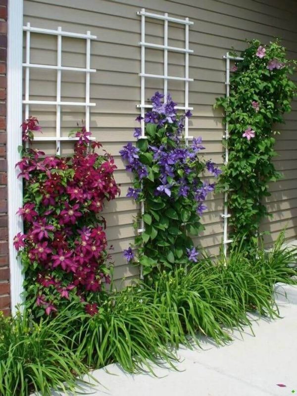 climbing plants with flowers