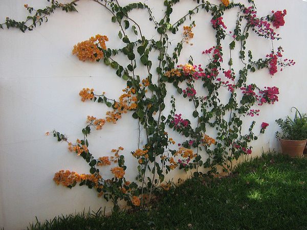 colourful climbing plants