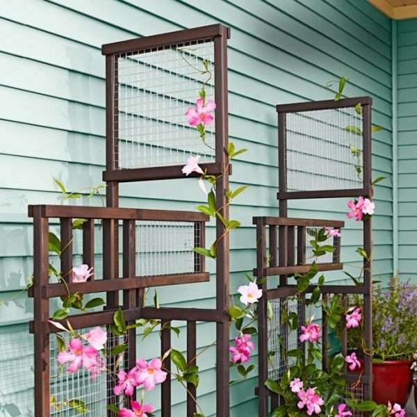flowering climbing plants