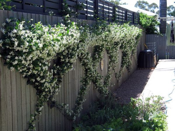 climbing flowering plants