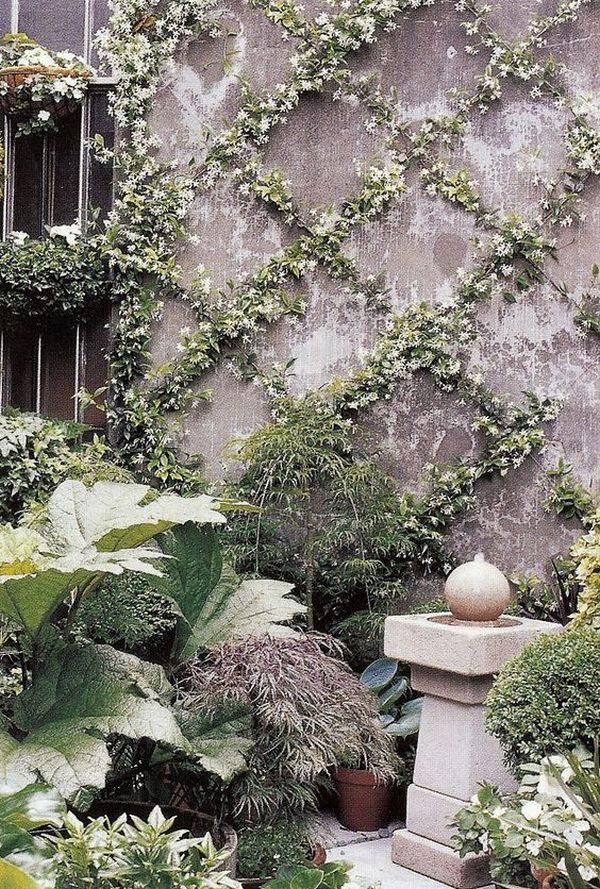 climbing garden plants