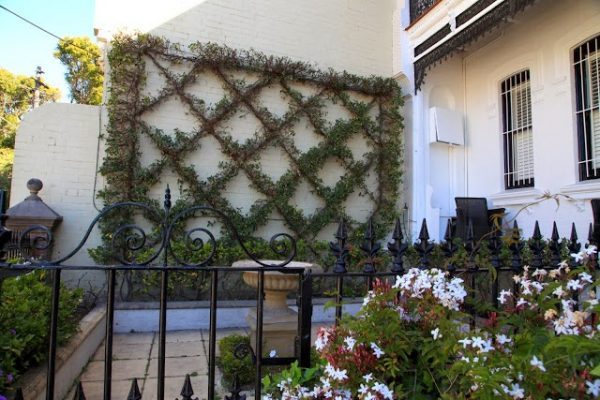 plants that grow on walls