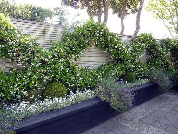 jasmine climbing plant