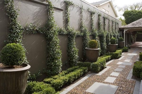 climbing plants