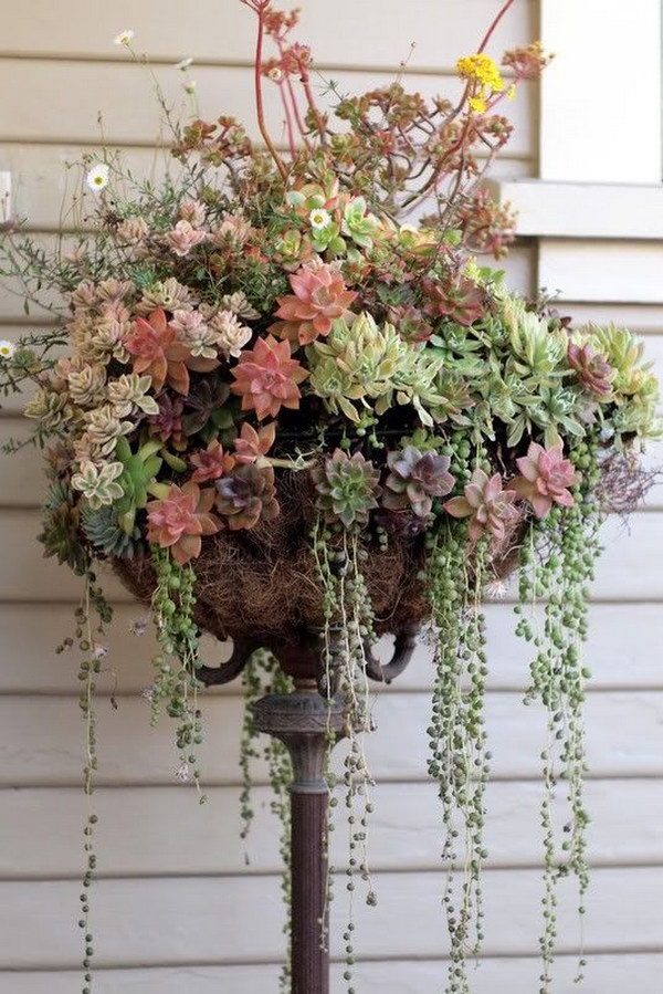 succulent plant arrangement ideas