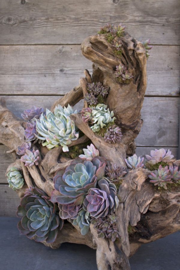outdoor succulent planter