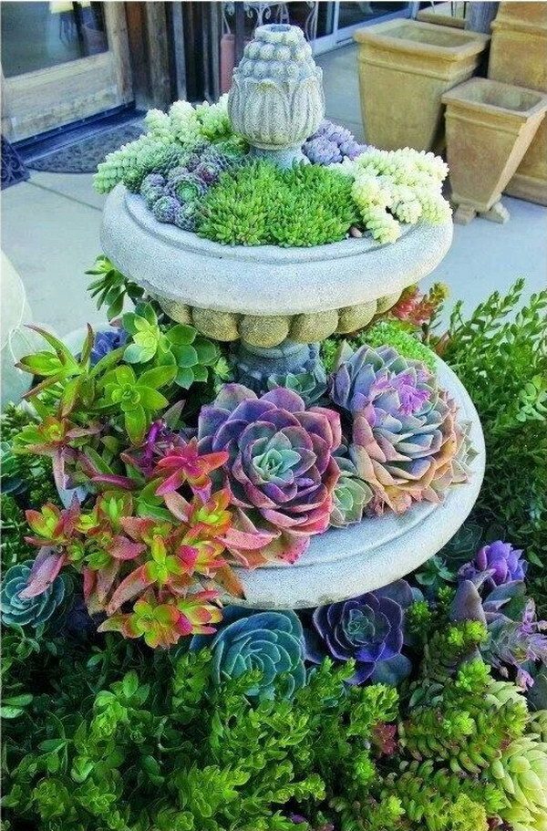 succulent display ideas