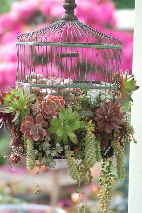 ways to plant succulents