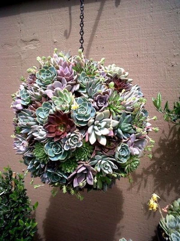 succulent plant arrangements