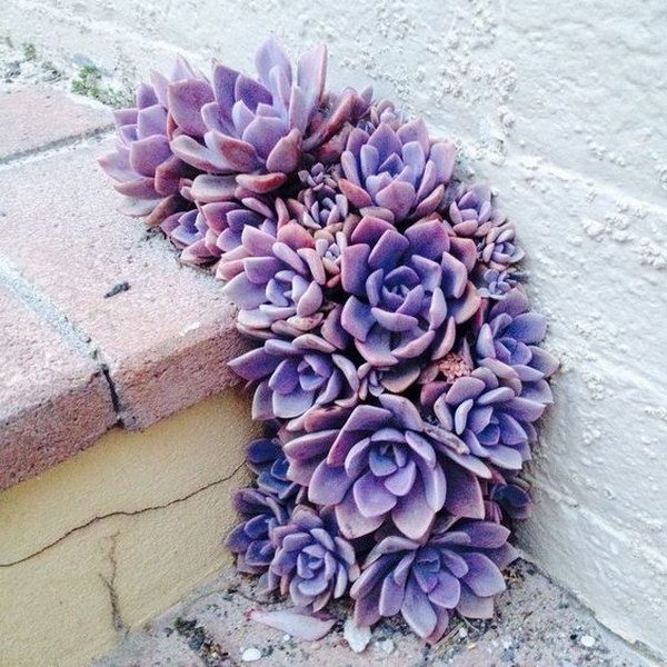 planting succulents outside