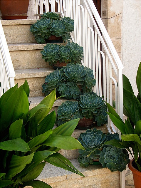 decorating with succulents