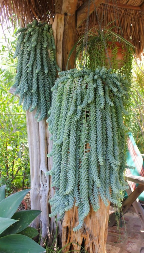 planter with succulents