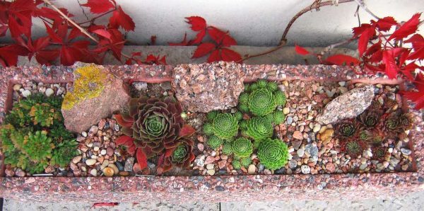 succulent garden design