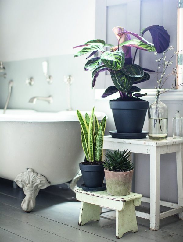 best bathroom plants