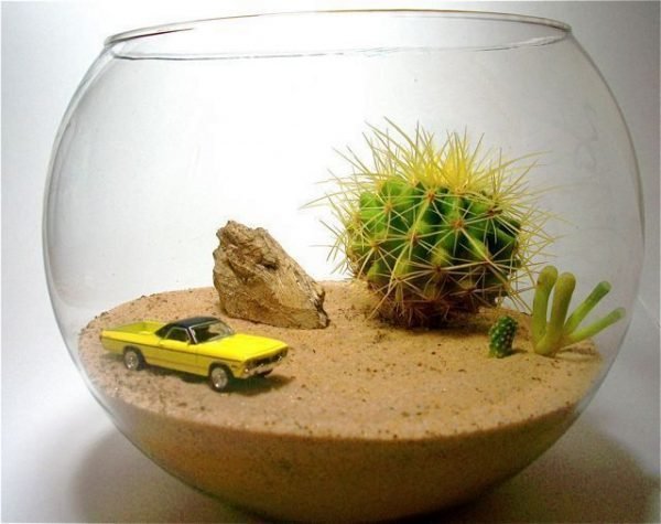 Ideas for glass terrariums