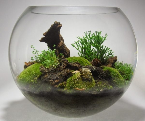 indoor moss garden terrarium