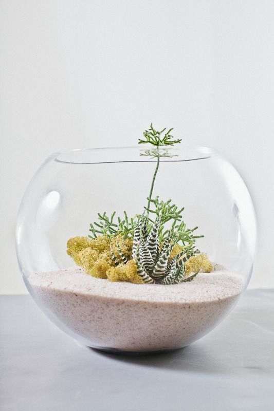 small desk terrarium