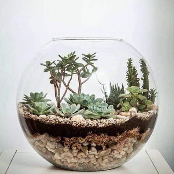 small succulent terrarium 