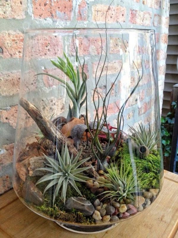 diy terrarium garden