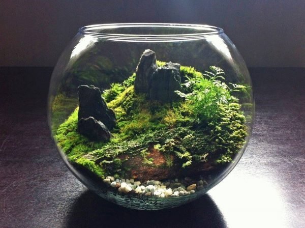 diy terranium