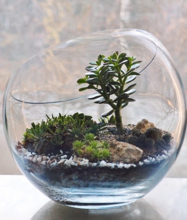 decorative terrarium