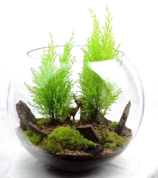 cool terrarium ideas
