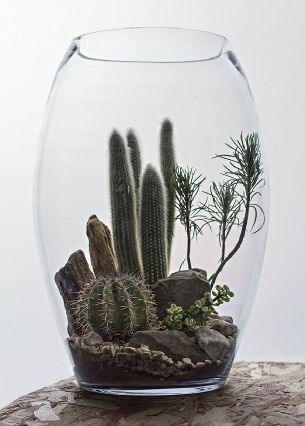 desert terrarium
