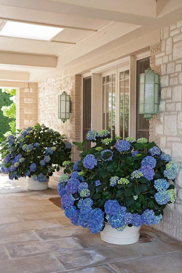 planting hydrangeas in pots