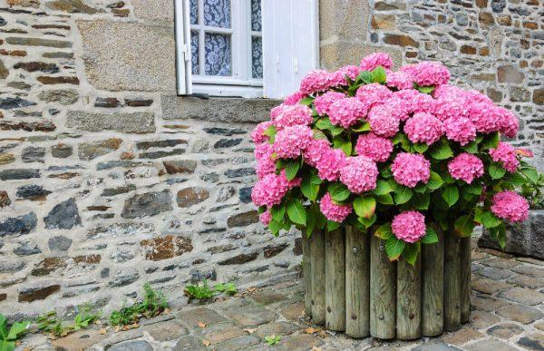 hydrangea container garden