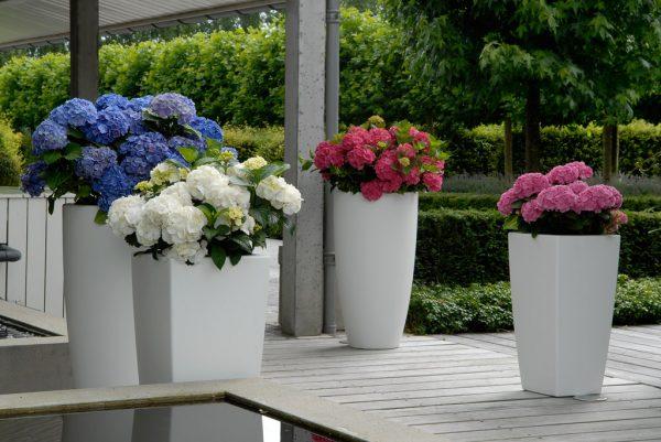 hydrangea in pots